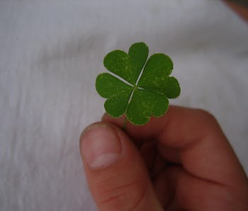 Fibonacci Sequence Explains Why Four Leaf Clovers Are So Rare Fibonacci Sequence Explains Why Four Leaf Clovers Are So Rare