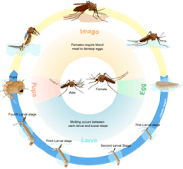mosquito life stage