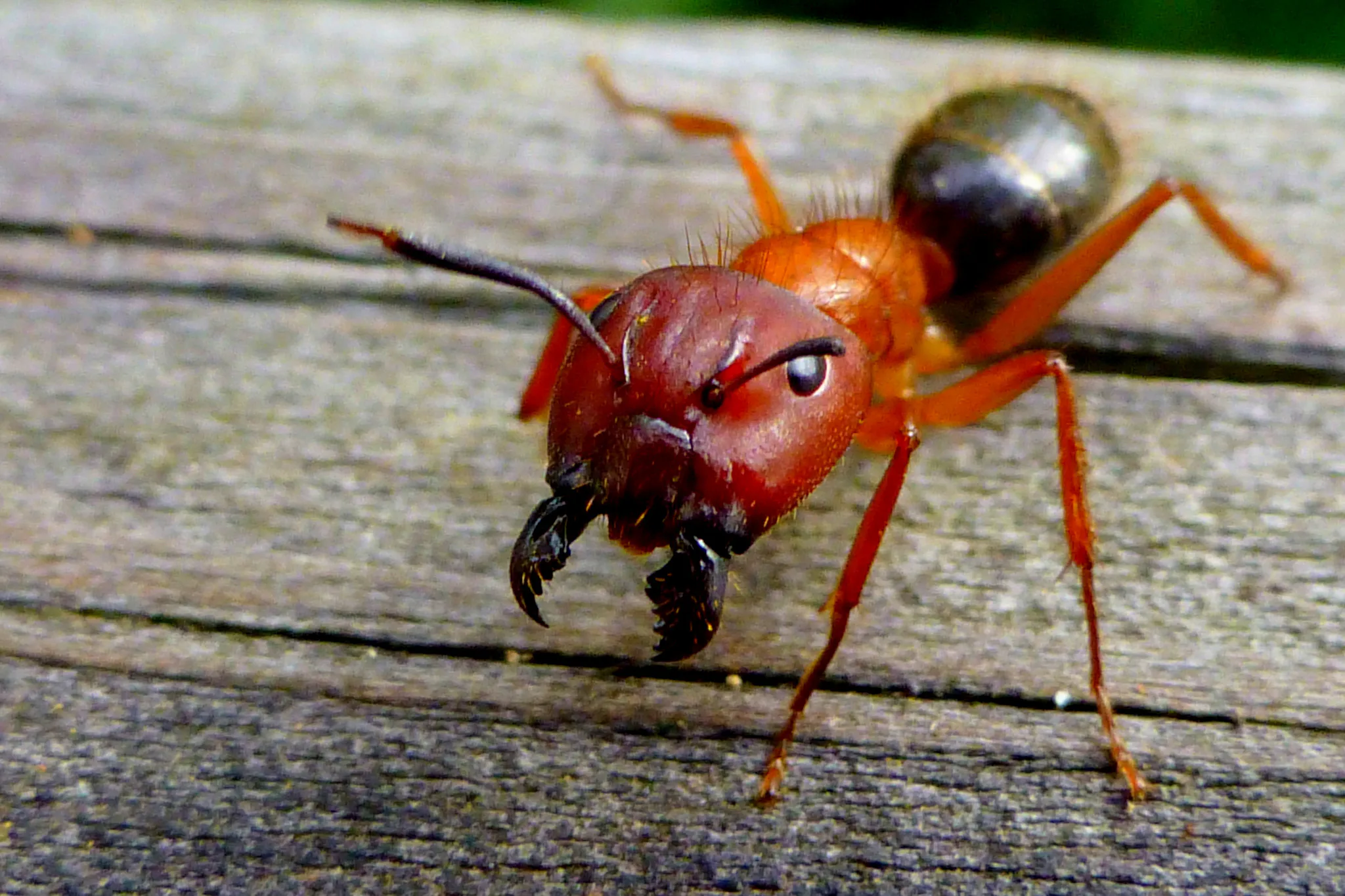 An Entomologist's Scientific Review of 'Ant-Man'