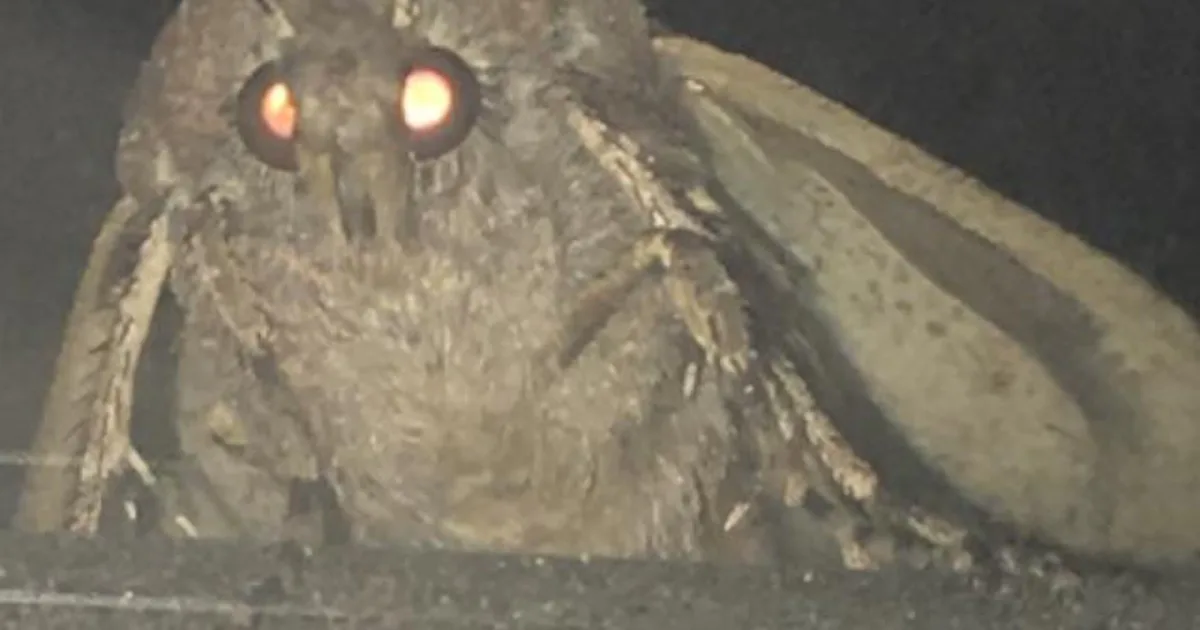 Moth Meme Makes Us Ask: Why Are They Really Drawn to Artificial Lamp Light?