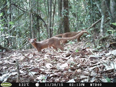 Two male fossa captured on camera in northeastern Madagascar.