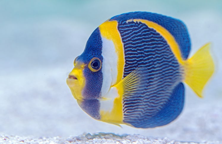 Blue, yellow, and white scribbled angelfish in water