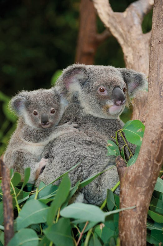 koala and baby