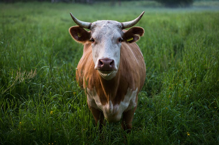 Beyond Meat and others could shift agriculture.