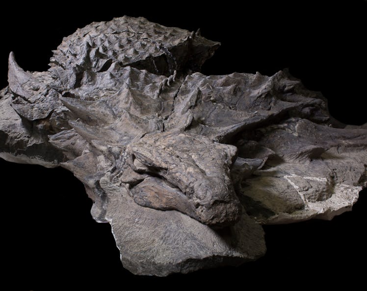 suncor nodosaur borealopelta markmitchelli