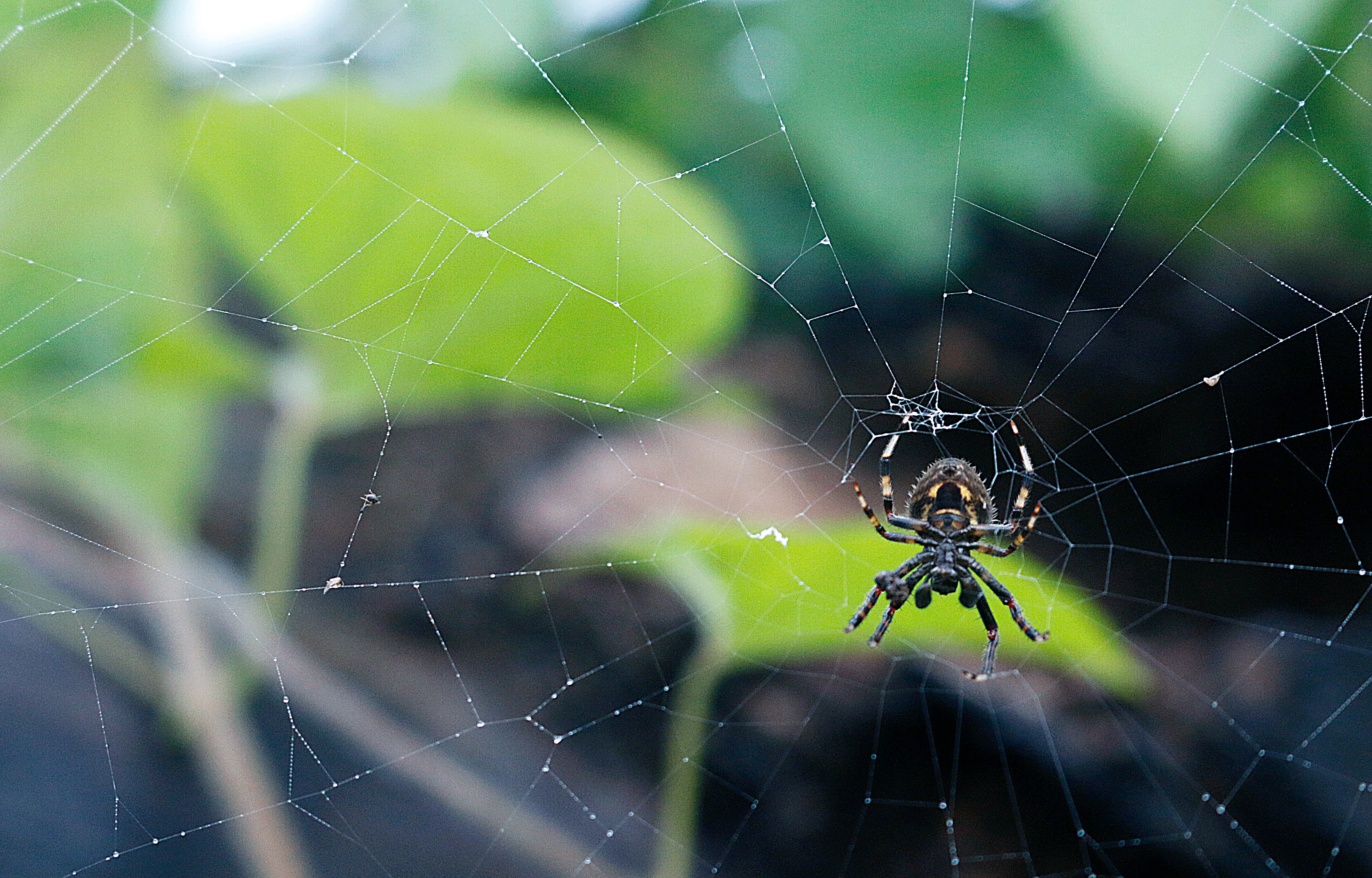 Scientists Finally Learn How Spider-Man Sticks to Walls