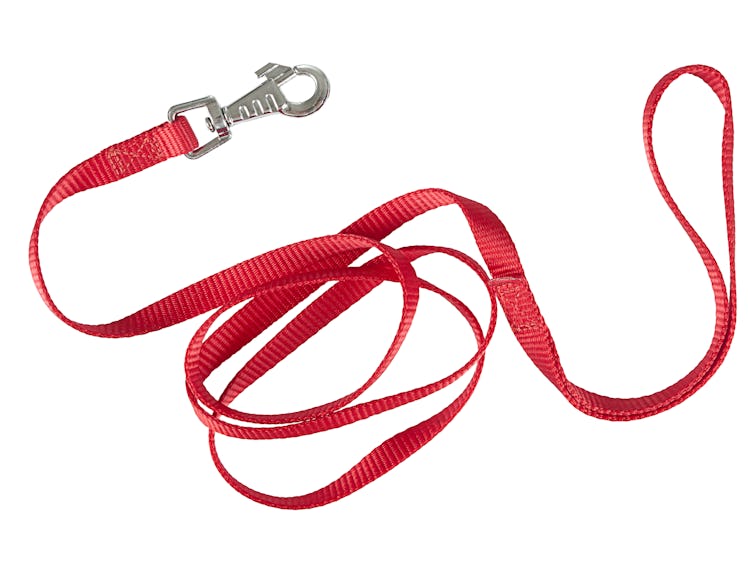 red dog leash