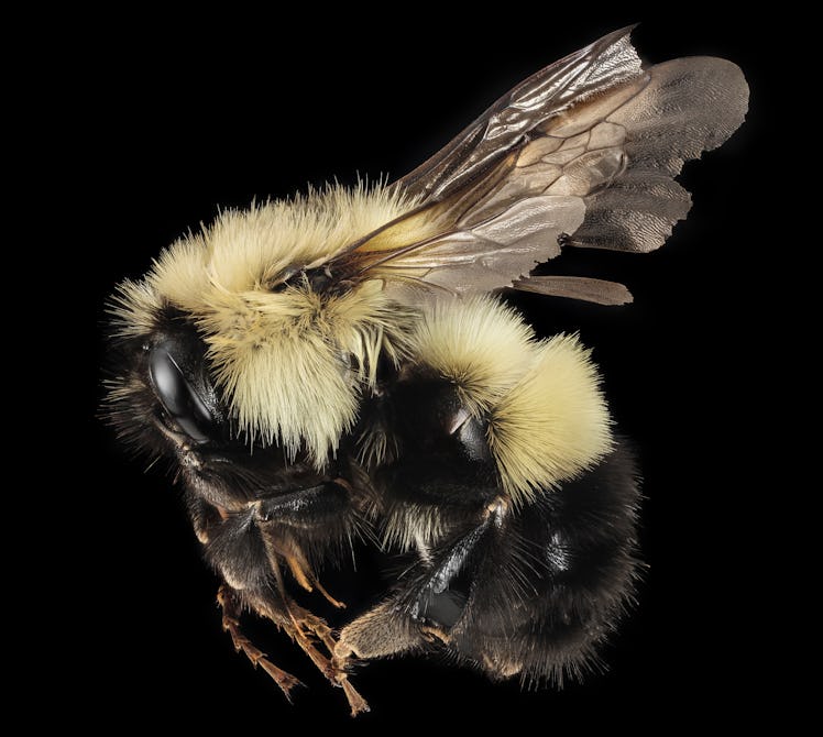 A series of pictures of a queen and a male of the northernish bumble bee Bombus vagans. Still a reas...