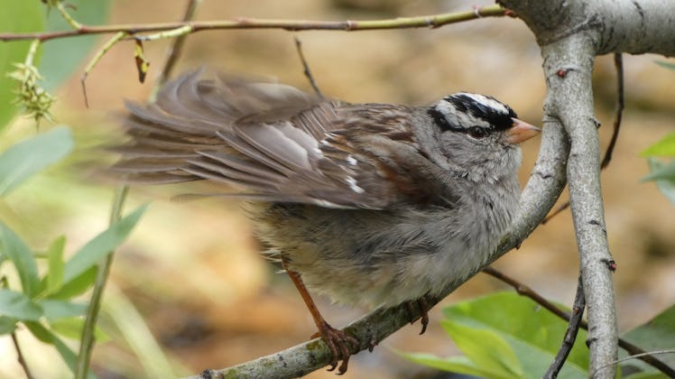 white-crowned sparrow