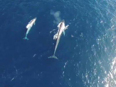 A mother blue whale swimming alongside her calf in an image taken by a drone