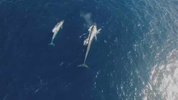 A mother blue whale swimming alongside her calf in an image taken by a drone