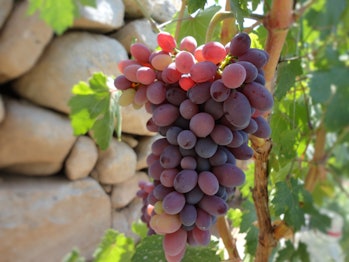 grapes polyphenols 