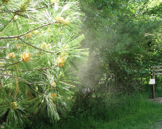 Blame Pollen From Male Trees for Your Horrible Seasonal Allergy Symptoms