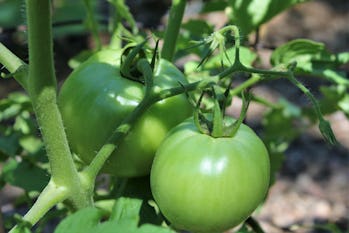 tomates