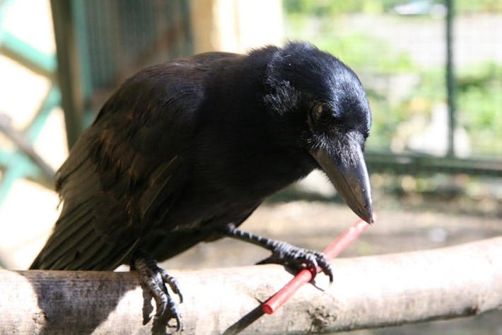 Crows Join Apes and Humans as Animals That Can Make Compound Tools