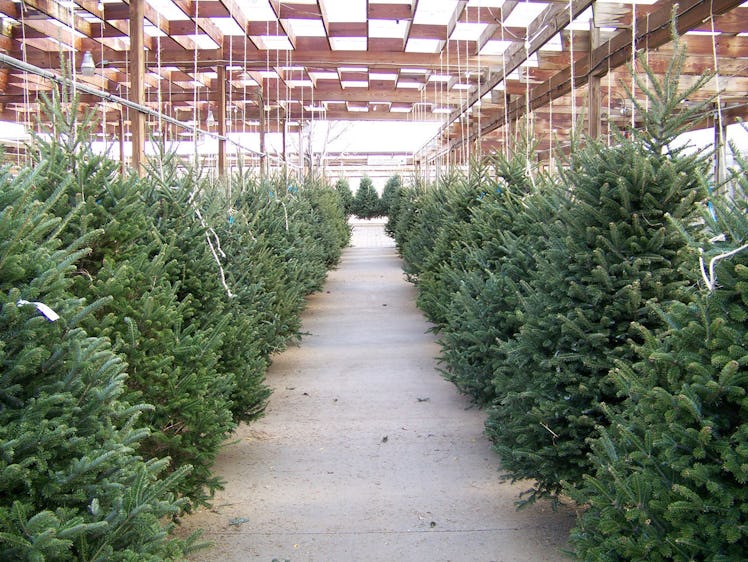 Christmas tree lot.