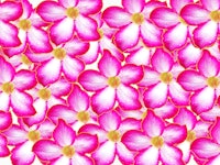 An illustration of pink hibiscus flowers