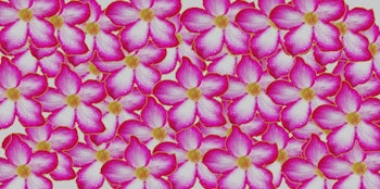 An illustration of pink hibiscus flowers