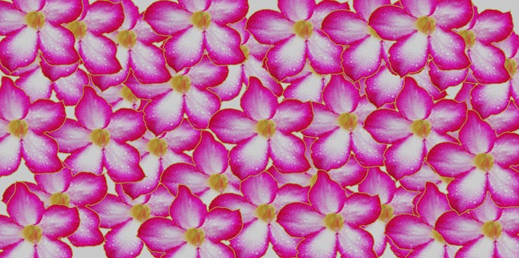 An illustration of pink hibiscus flowers