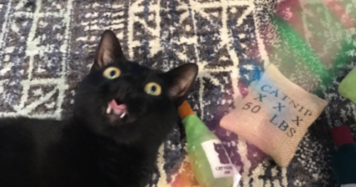 Why Does My Cat Run Around At Night Science Explains