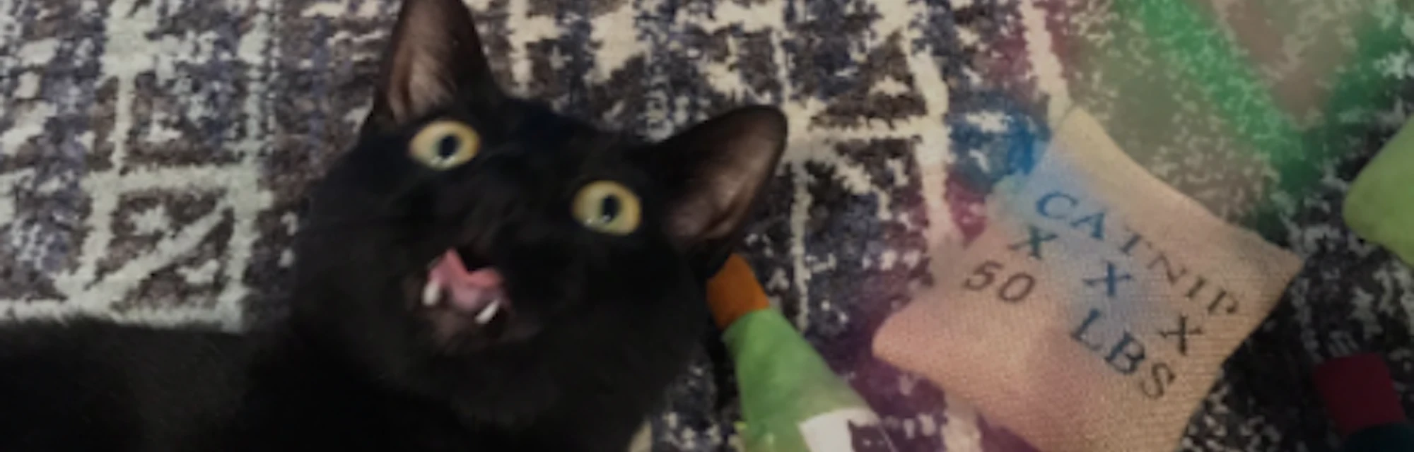 Why Does My Cat Run Around At Night Science Explains