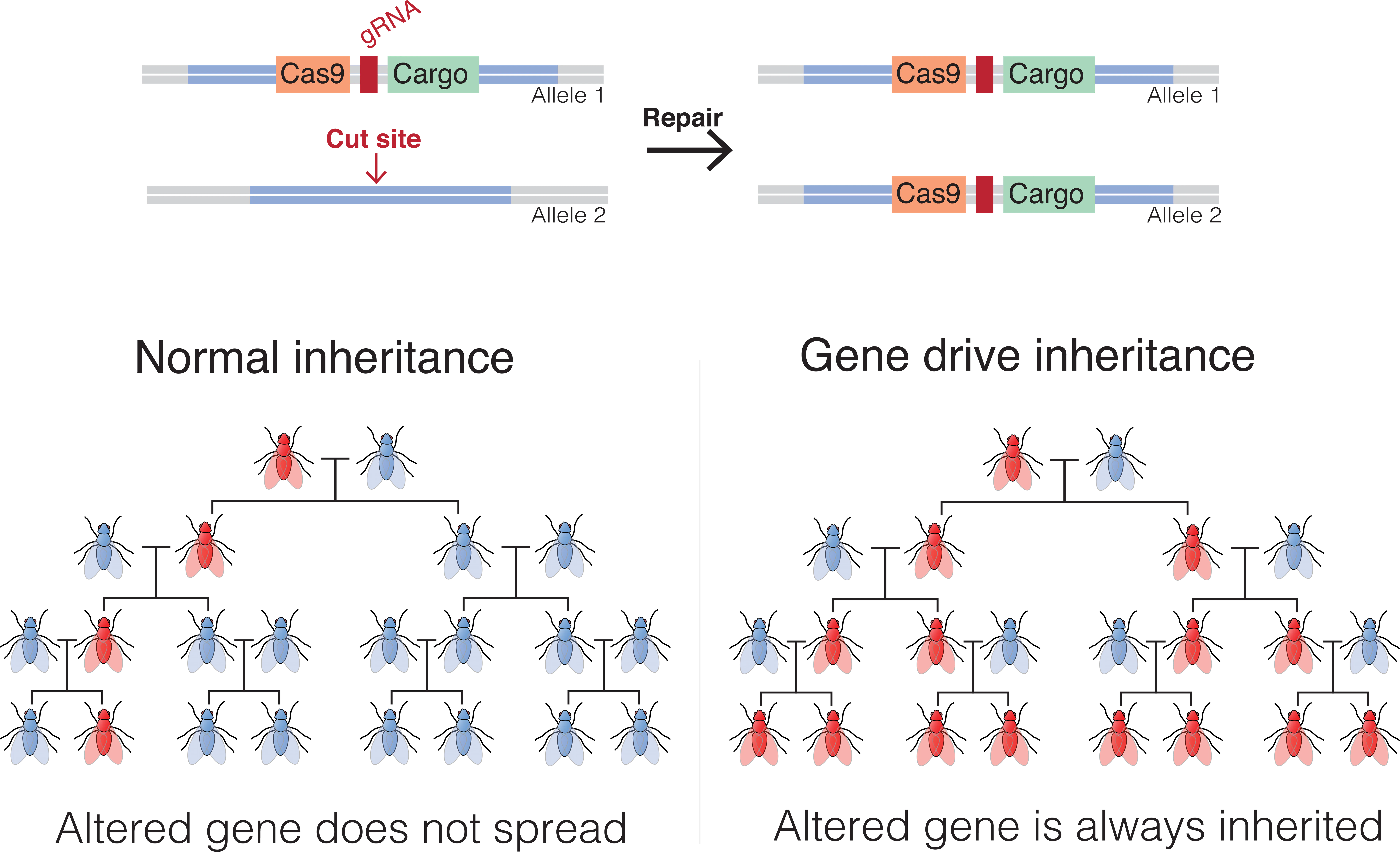 What Are Gene Drives How Scientists Fight Back Against Deadly Mosquitos inverse