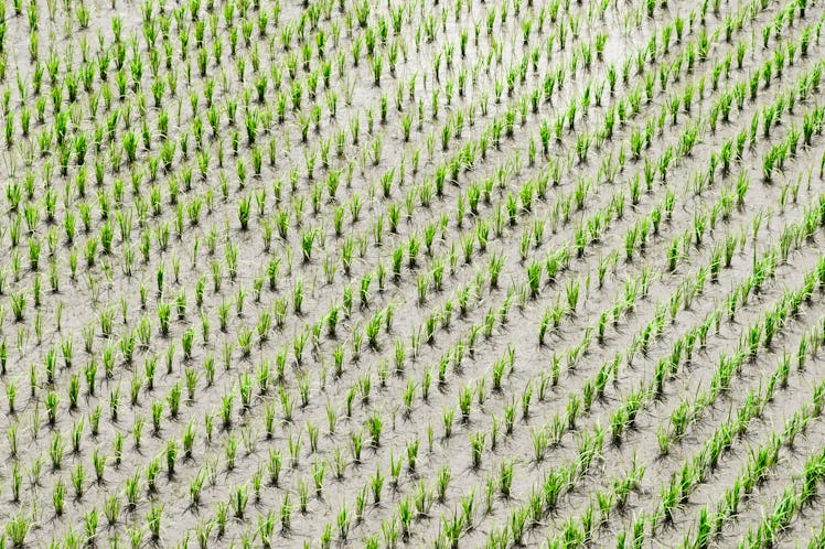 Bacteria in rice paddies produce methane, but recently scientists have started culturing bacteria th...