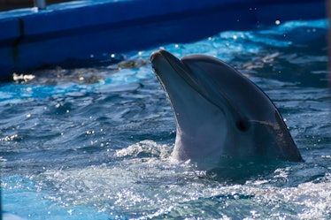young rescued Dolphin at Sea World 2011