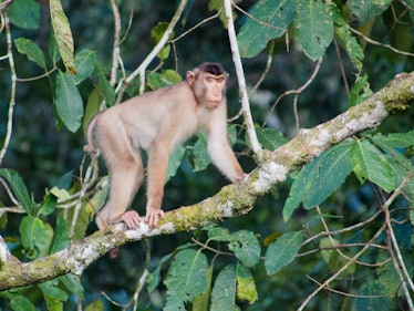 macaque monkey