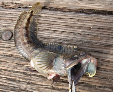 sarcastic fringehead n. blanchardii