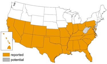 chagas disease