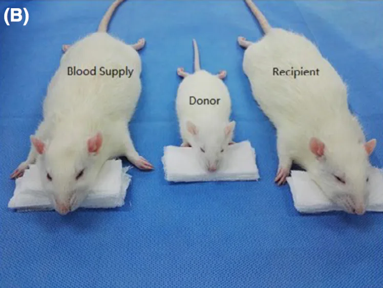 Head Rats Working This Double-Headed Rat Is the Future of Head Transplant Science