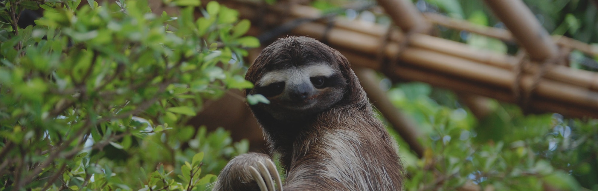 It's International Sloth Day: A Scientist Explains Why They're Relaxed