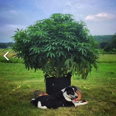 A dog lying under a marijuana tree
