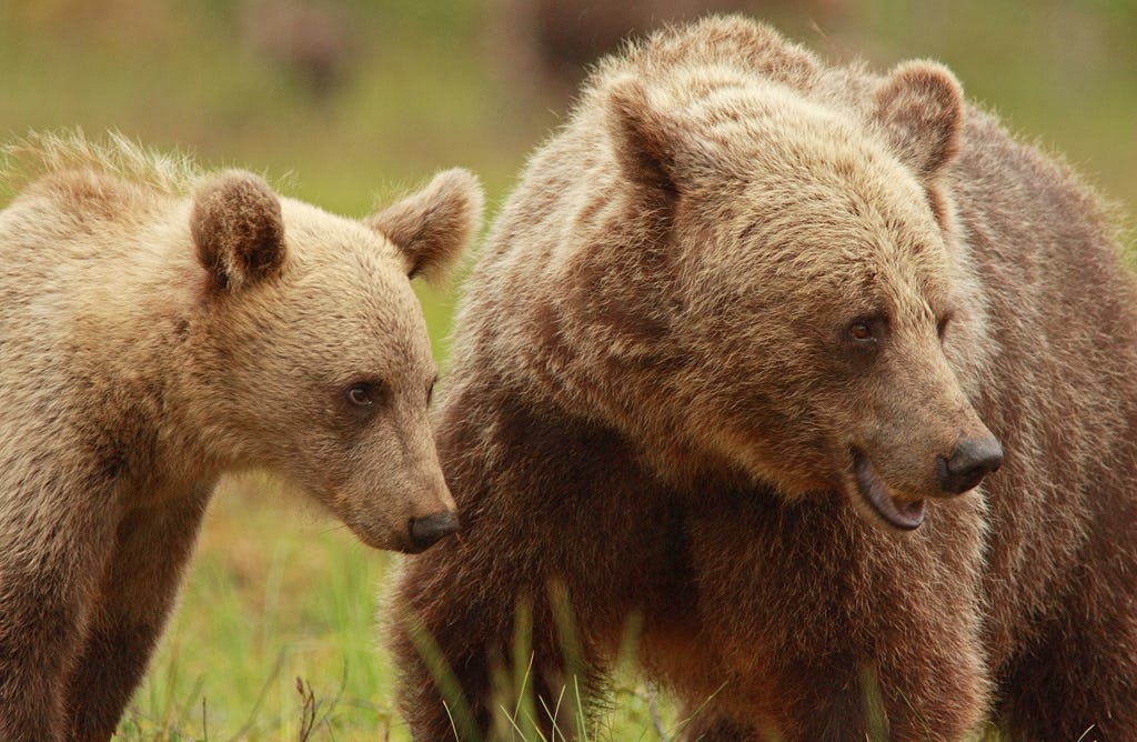 Hunting Laws Turn Swedish Brown Bear Cubs into Large Adult Sons