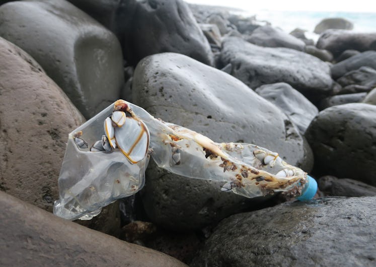 A bottle colonized by goose barnacles