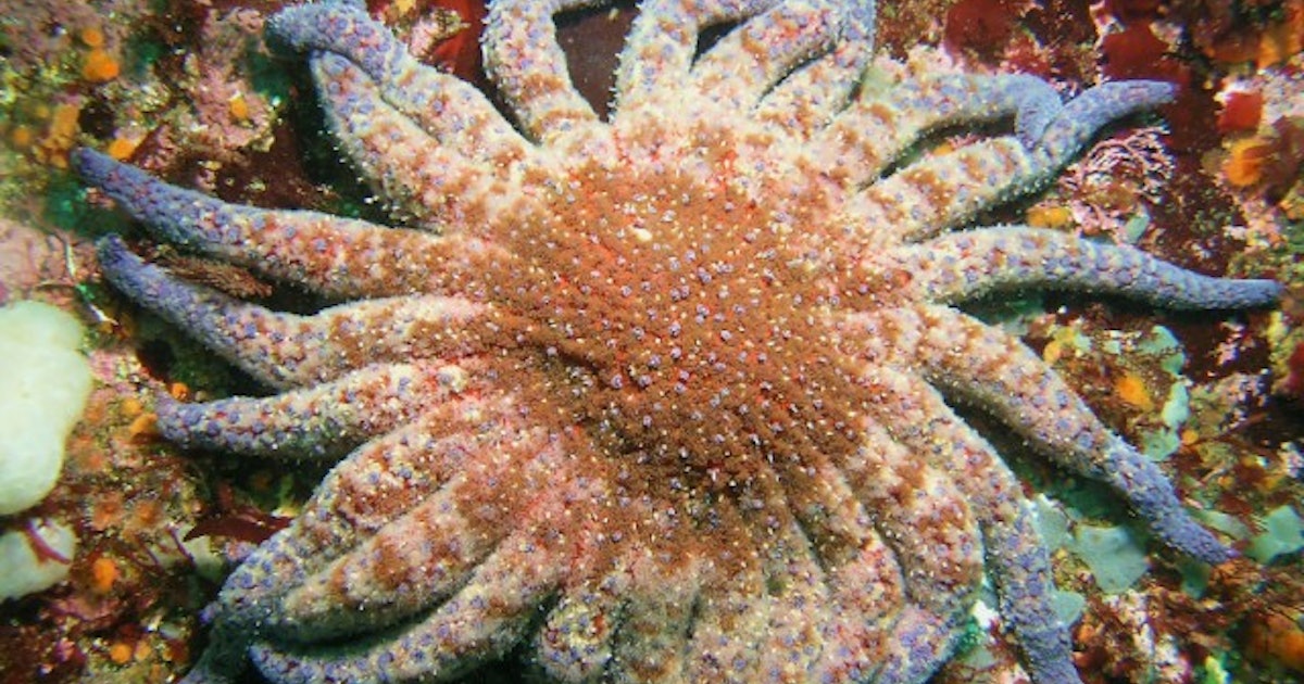 Death Of The Sunflower Sea Star Means Ecological Unravelling In The Pacific Death Of The Sunflower Sea Star Means Ecological Unravelling In The Pacific