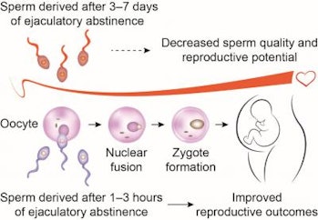 Hodgens recommends best of Ivf tests sperm sexual abstinence Dad loved moms pussy