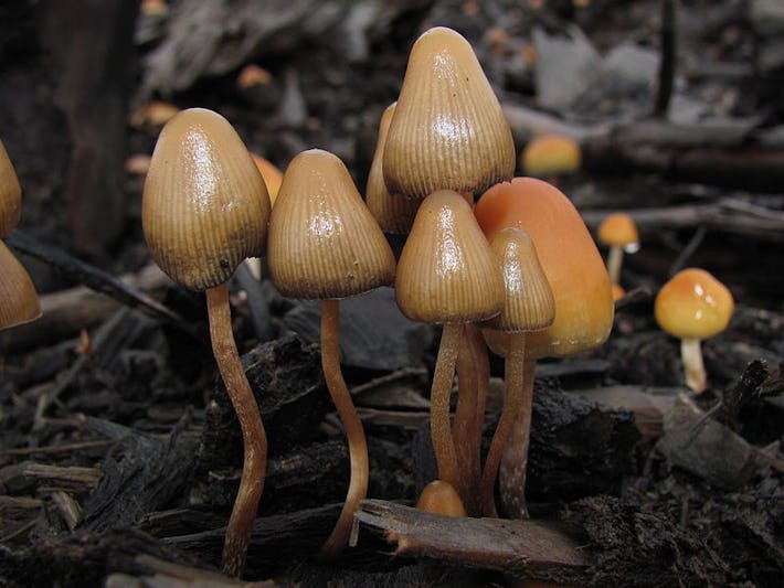E. coli engineered to make "magic mushroom" compound in beerlike process