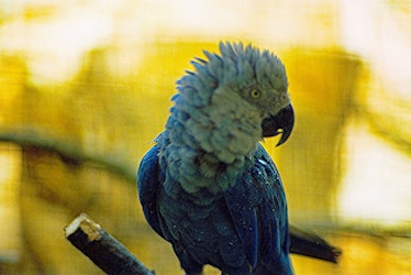 Spix's macaw, lost species 
