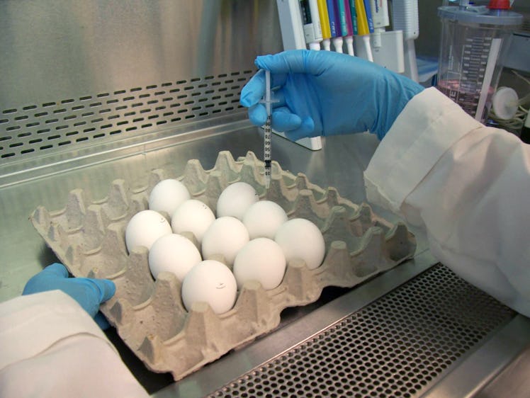 An FDA laboratory worker injects an influenza virus into an egg, where it will grow before being har...