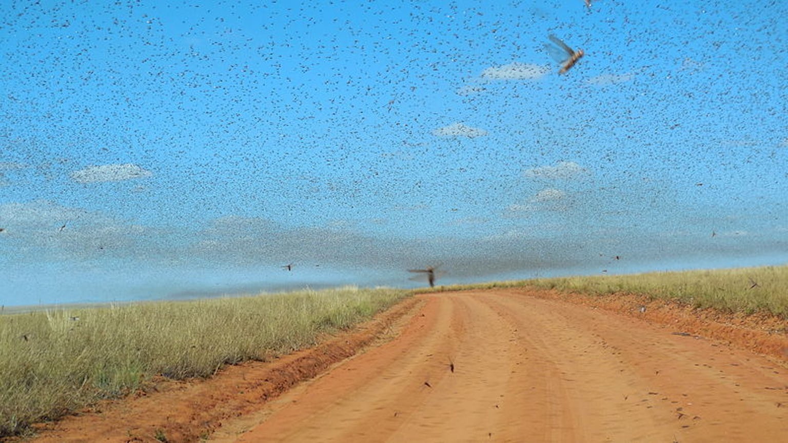 Are Locusts Swarms in Las Vegas, Yemen Highlight Differences