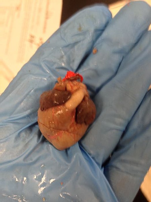 pig heart