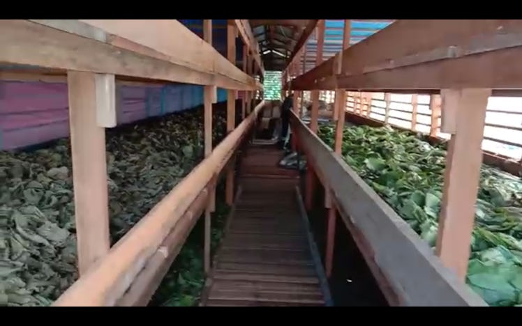Kratom leaves drying in an Indonesian production facility