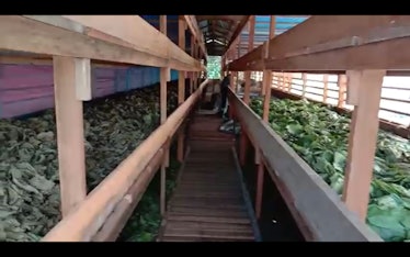 Kratom leaves drying in an Indonesian production facility.