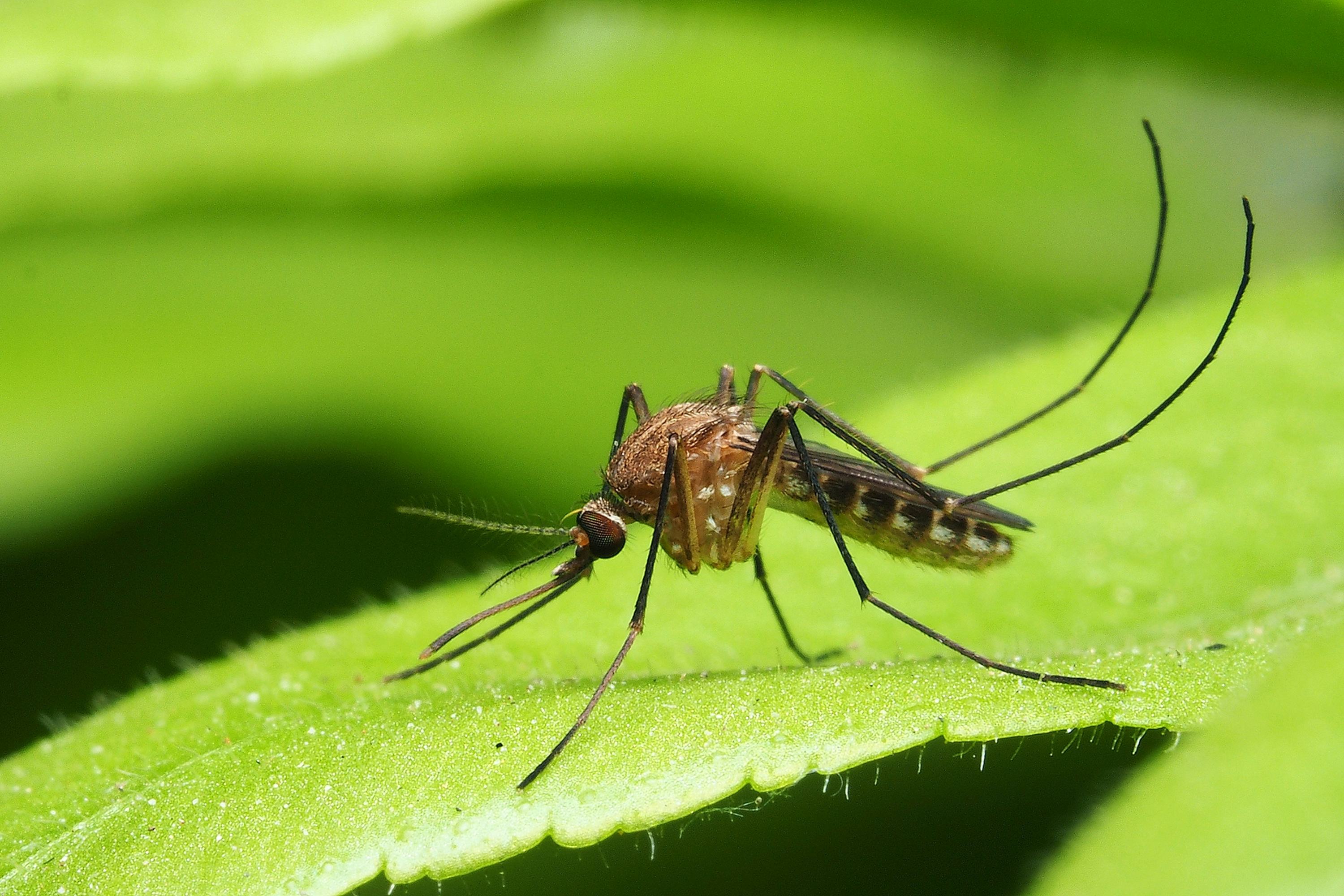 Amazon Deforestation Is Now Linked To A Rise Of A Disease Without A Vaccine