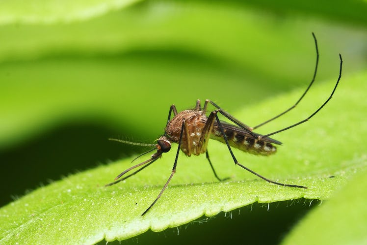 mosquito on a leaf