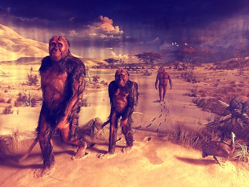 Three Australopithecus africanus walking through a valley in the ancient times