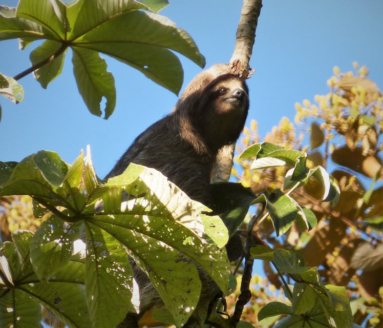 cecropia trees sloth