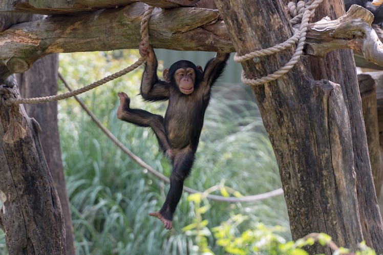 Little Chimp Hanging